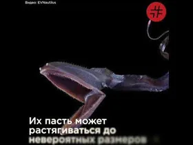 На дне океана ученые обнаружили необычную рыбу-пеликана
