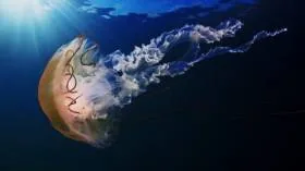 У человека и медузы общие предки – ученые