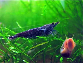 Креветки Neocaridina в аквариуме. Секреты содержания