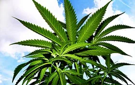 Убить стойкий стафилококк смогло соединение из конопли