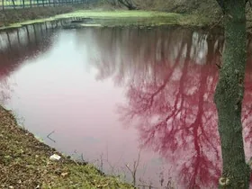 Озеро у Сумах перетворилося на “борщ”