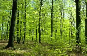 Как остановить глобальное потепление – ученые рассказали