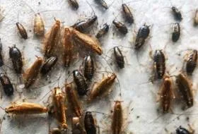 Друг друга тараканы привлекают запахами микрофлоры