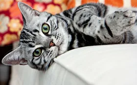 Специальный корм Royal Canin Urinary S/O для стерилизованных кошек