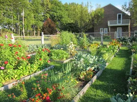 Properly create your first vegetable patch in the garden