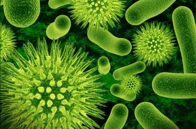 Кровоточивость десен и бактерия Streptococcus tigurinus