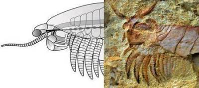 Членистоногие существа Fuxianhuiid athropods