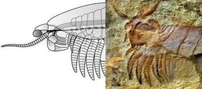 Членистоногие существа Fuxianhuiid athropods