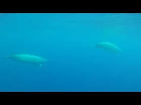 Впервые сняли на видео редчайшего кита нашей планеты океанологи