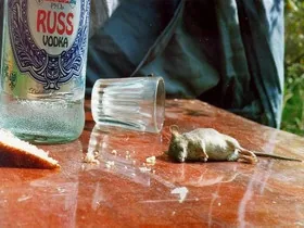 Доказали, что русская водка убивает, израильские ученые