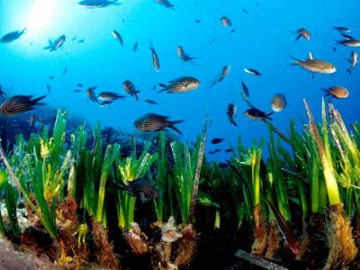 Старейшеие организмы на Земле – водоросли вида Posidonia oceanica