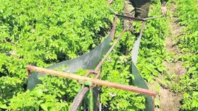 Для збору колорадських жуків винахідник з Рівненщини створив “жуколовку”. ВІДЕО