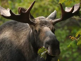 В Красную книгу Украины попал Европейский лось