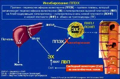 Ученые впервые получили изображение переносчика эфиров холестерина