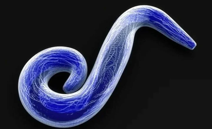 Моноклональні антитіла дали п’ятьом контактним із Bundibugyo virus після зараження — ніхто не розвинув хворобу