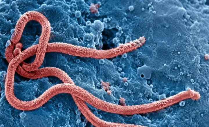Спалах Bundibugyo virus 2026 року, ймовірно, почався з нового переходу вірусу від тварини до людини