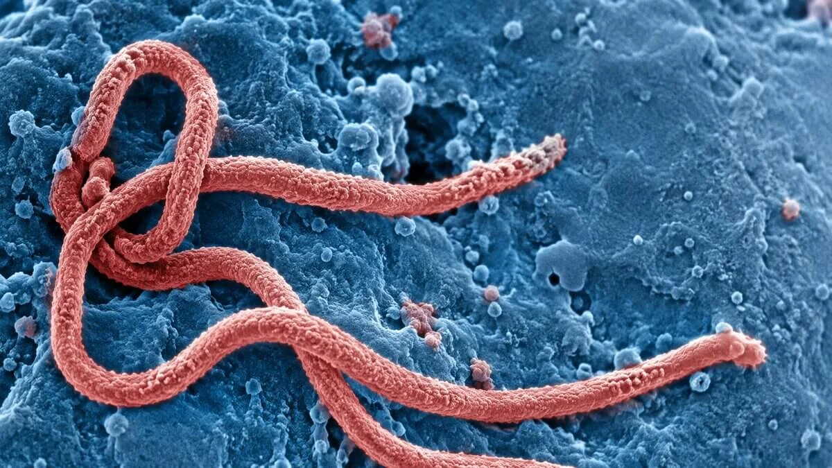 Спалах Bundibugyo virus 2026 року, ймовірно, почався з нового переходу вірусу від тварини до людини