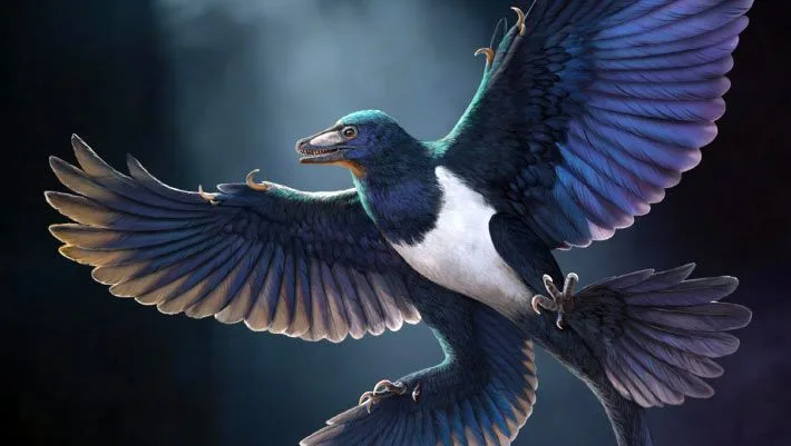 Новий пернатий динозавр Norellraptor показав, що польотні пристосування могли виникати незалежно